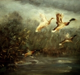 L-Enten_am_Schwarzenmoor.jpg